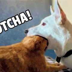 Are Cats Funnier Than Dogs?  HILARIOUS Compilation 😹