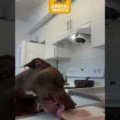Dog fails caught on camera! | Animal Watch