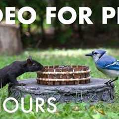 Cat TV for Pets to Watch 🐱 - 10 Hours of Beautiful Backyard Birds and Squirrels - Aug 09, 2026