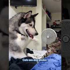 Cats Vs. Dogs