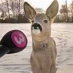 I Never Expected Funny Deer to be This Hilarious… 😆!