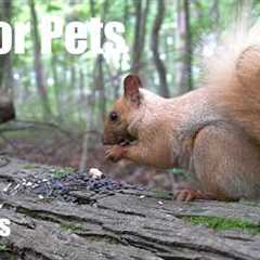 Relaxing Video for Pets and People - 10 Hours of Birds, Squirrels and Forest Friends - Aug 10, 2026