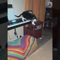 Hilarious Black Cat Creates Horror Movie Music #cat #halloween #music