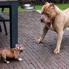 Hilarious Big Dogs Get Completely Bossed Around by These Tiny Puppies 😂