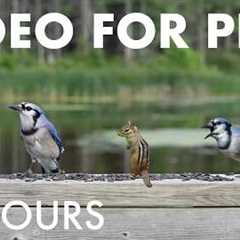 Cat TV for Pets to Watch 🐱 - 10 Hours of Birds, Chipmunks and Squirrels - Aug 11, 2026
