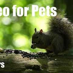 Cat TV for Pets to Watch 🐱 - 10 Hours of Chipmunks, Squirrels and Forest Friends - Aug 12, 2026