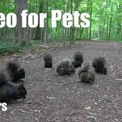 A Scurry of Squirrels in the Forest - 10 Hour Cat TV for Pets to Watch 🐱 - Aug 13, 2026