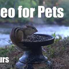 Cat TV for Pets to Watch 🐱 - Chipmunks, Birds and Squirrels in Cottage Country - Aug 14, 2026