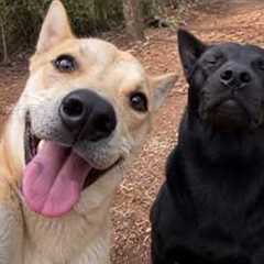 You Won't Be Able to Handle These HILARIOUS DOGS! 😂Best Funniest Dog Videos of 2026