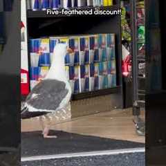 Seagull Steals Takis From Gas Station in Broad Daylight!