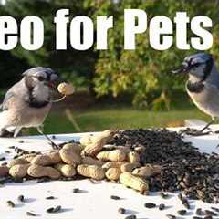 Saturday Morning Cartoons for Pets 🐱 - 10 Hours of Beautiful Birds and Animals - Aug 15, 2026
