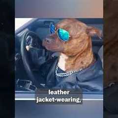 Catching My Mischievous Dog In The Act | Show Us Your Baddies