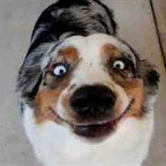 Funny Dog Videos That Are Better Than Netflix 😂