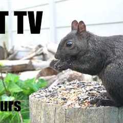Sunday Morning Brunch for Hungry Squirrels and Chipmunks - 10 Hour Cat TV for Pets - Aug 16, 2026
