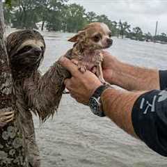 Animals That Are Secretl Best Friends and Help Each Other in Ways You Never Expected!