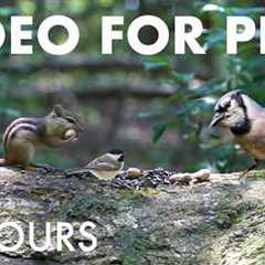 Cat TV for Pets to Watch 🐱 - 10 Hours of Birds, Chipmunks and Forest Friends - Aug 17, 2026
