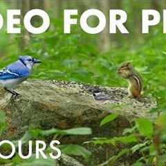 Chipmunks, Squirrels and Birds in the Forest - 10 Hour Cat TV for Pets to Watch 🐱 - Aug 18, 2026