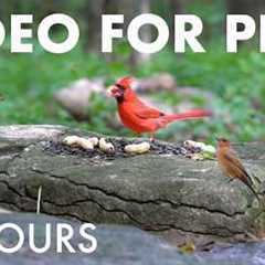 Cat TV for Pets to Watch 🐱 - Cardinals, Woodpeckers, Chipmunks and Forest Friends - Aug 19, 2026