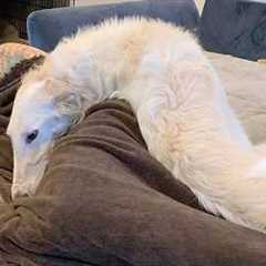 I Dare You Not To Laugh at These 150-Pound Comedian Dog 🤣 Funniest Animal Videos