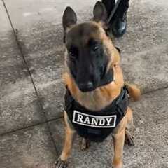 I got a Malinois but God Accidentally gave me a Comedian! 🤣 Funny BELGIAN MALINOIS of 2026