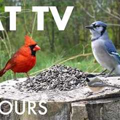Cat TV for Pets to Watch 🐱 - 10 Hours of Chipmunks, Birds and Squirrels - Aug 20, 2026