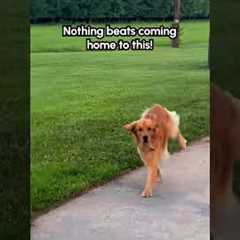 Excited Golden Retriever Vaults Over Fence to Greet Humans!