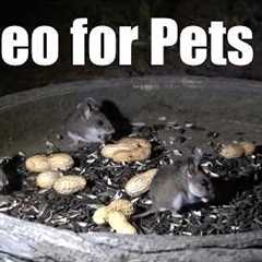 Cat TV for Pets to Watch 🐱 - 10 Hours of Mice at Night to Entertain your Pets - Aug 21, 2026