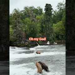 Bro in the back is so tired of their behavior 🤣🐻✋ #Bear #Nature #Funny #WildAnimals