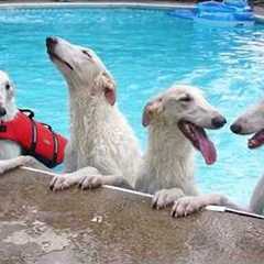 Hilarious Dogs Absolutely Can't Control Themselves in the Pool! 🤣