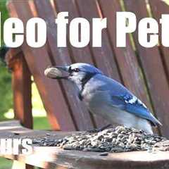 Saturday Morning Cartoons for Pets 🐱 - 10 Hours of Birds and Backyard Critters - Aug 22, 2026