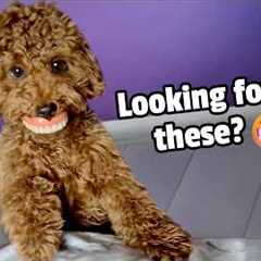 New Smile, Who Dis? | All Dogs, Just Dogs, Nothing But Dogs