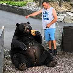 These DRAMATIC Bears Accidentally Make a Big Deal Out of Everything 🤣