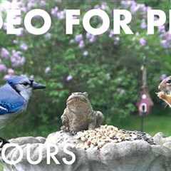 Cat TV for Pets to Watch 🐱 - 10 Hours of Beautiful Backyard Birds and Squirrels - Aug 23, 2026