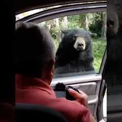 Bears Being Silly and It’s Hilarious 😁 #animal #funny #shorts