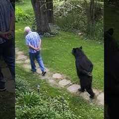 Bear Suddenly Think They Are Human! #animal #bears #shorts