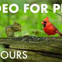Cat TV for Pets to Watch 🐱 - 10 Hours of Chipmunks, Birds and Forest Friends - Aug 24, 2026