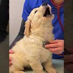 These DRAMATIC Dogs Accidentally Realize They're at the Vet 🤣 #vet #dog #shorts #dogatvet