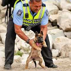 I got a Police Puppy but God accidentally gave me a Little Comedian! 🤣Funny DOG of 2026