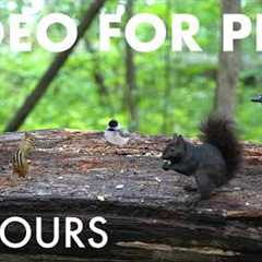 Birds, Squirrels and Animals in the Forest - 10 hour Cat TV for Pets to Watch 🐱 - Aug 25, 2026