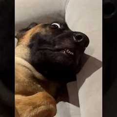 So you think you want a Malinois #dog #belgianmalinois #fyp #foryou #funnydog #funny