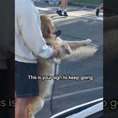 This would be the HIGHLIGHT of the marathon for me! 🏃‍♀️🐕💞#Dogs #Puppy #GoldenRetriever