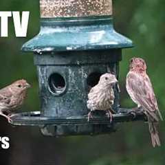 Relaxing Video for Pets and People - 10 Hours of Backyard Birds Singing in the Rain - Aug 26, 2026