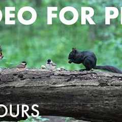 Cat TV for Pets to Watch 🐱 - Birds, Chipmunks and Squirrels in a Canadian Forest - Aug 27, 2026