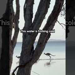 Hilarious Wild Kangaroos Hop Across Water in Perfect Unison