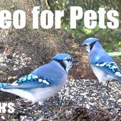 Cat TV for Pets to Watch 🐱 - 10 Hours of Blue Jays, Ravens and Cute Critters - Aug 28, 2026