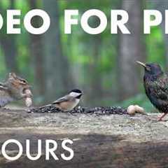 Saturday Morning Cartoons for Pets 🐱 - 10 Hour Forest Friends Edition - Aug 29, 2026