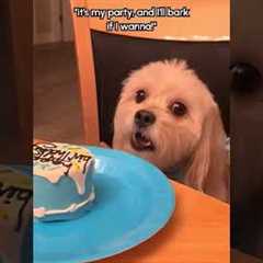 Celebrating Our Dogs Birthday!