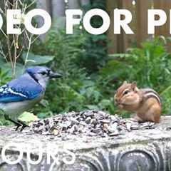 Sunday Morning Brunch for Birds, Squirrels and Chipmunks - 10 Hour Cat TV for Pets - Aug 30, 2026