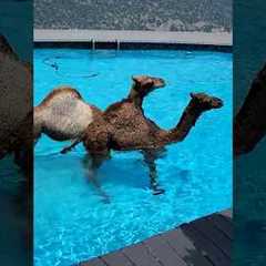Cute Animals Meeting Water for the First Time Be Like… 🤣 #dog #cat #animal #animalwater