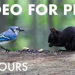 Cat TV for Pets to Watch 🐱 - 10 Hours of Birds, Squirrels and Forest Friends - Aug 31, 2026